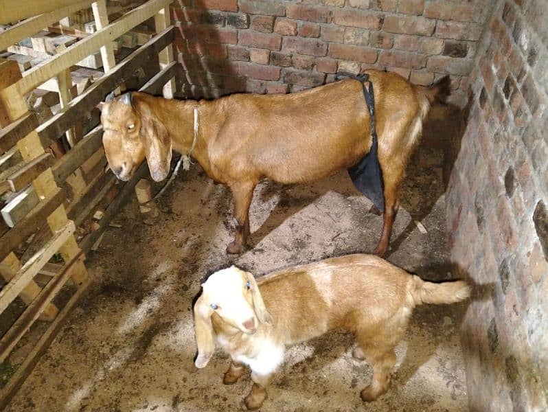 beautiful desi cross dudh wali team bakri for sale 0