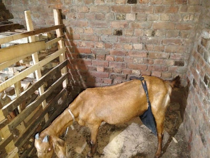 beautiful desi cross dudh wali team bakri for sale 2