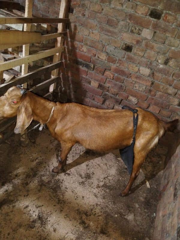 beautiful desi cross dudh wali team bakri for sale 5