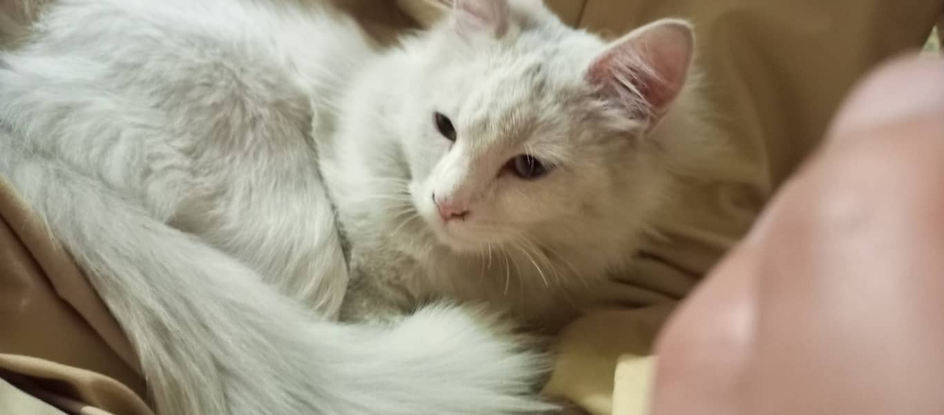 persian 6 month cat for adoption seeking loveable family 0