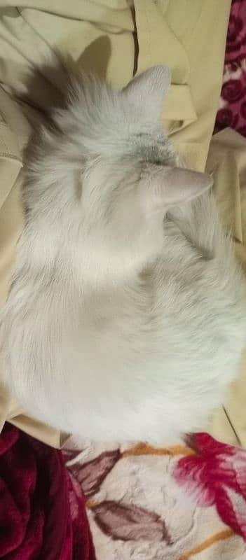 persian 6 month cat for adoption seeking loveable family 4