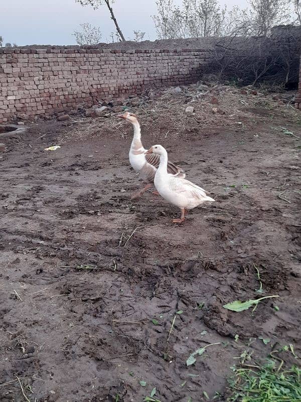 Breeder Duck Pair 0