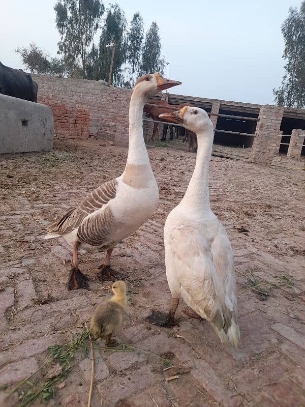 Breeder Duck Pair 1