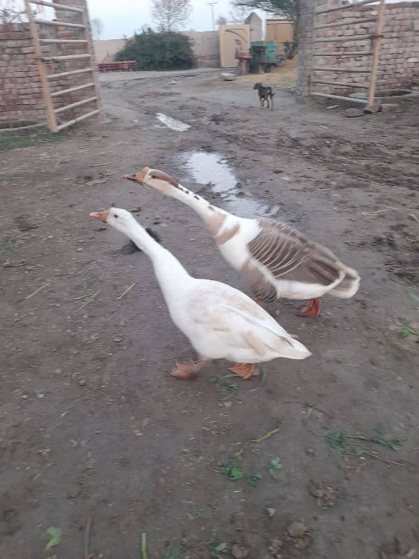 Breeder Duck Pair 3