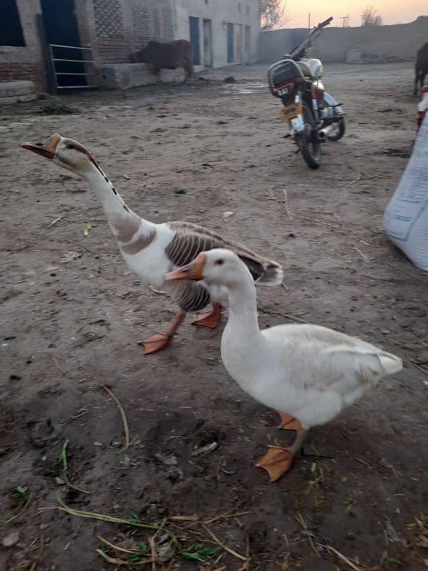 Breeder Duck Pair 4