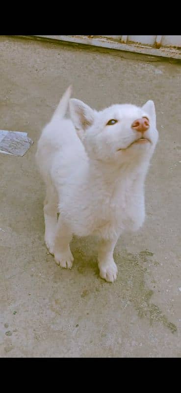 Siberian husky 0