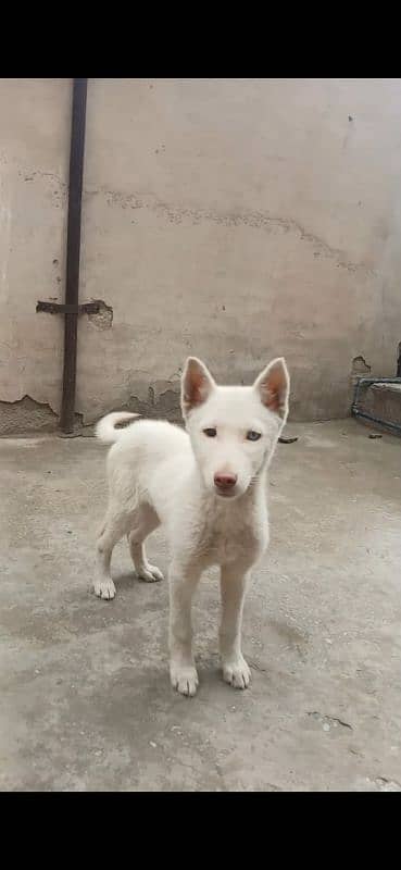 Siberian husky 4