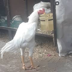 White shamo male for sale