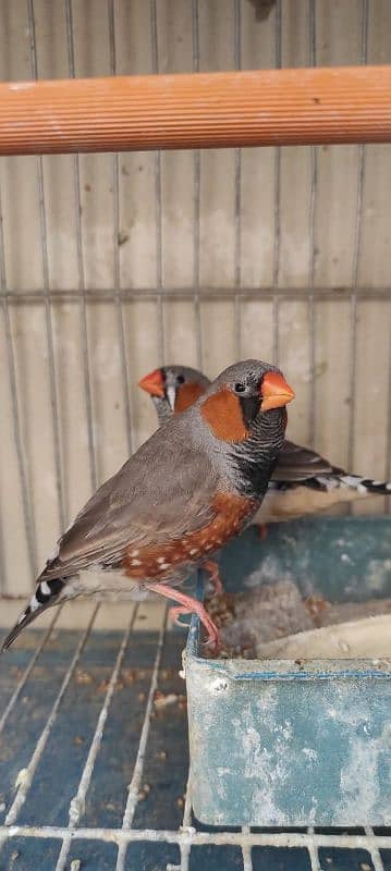 Fancy Florida Isabel black face black breast finches 4