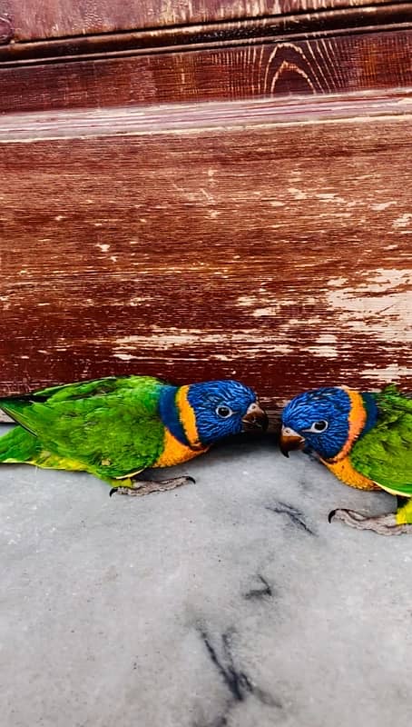 Rd collared Lorikeet cocered chick 1