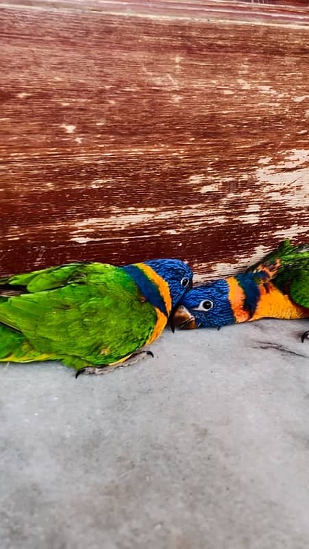 Rd collared Lorikeet cocered chick 2