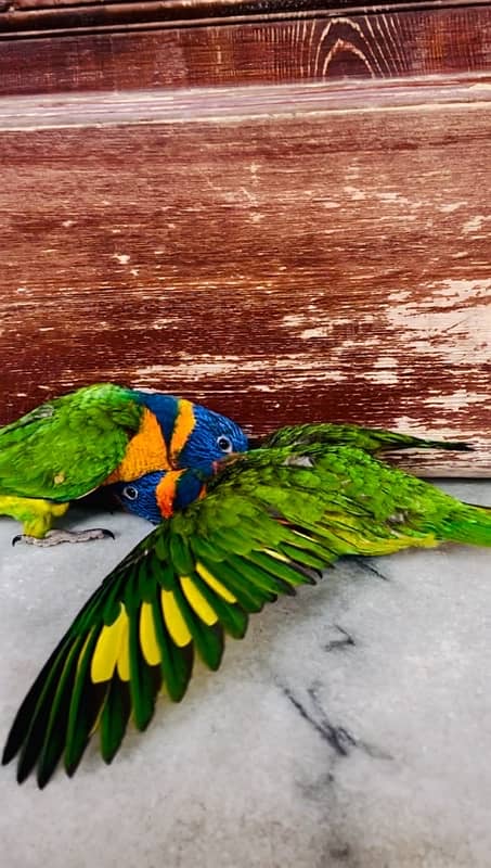 Rd collared Lorikeet cocered chick 3