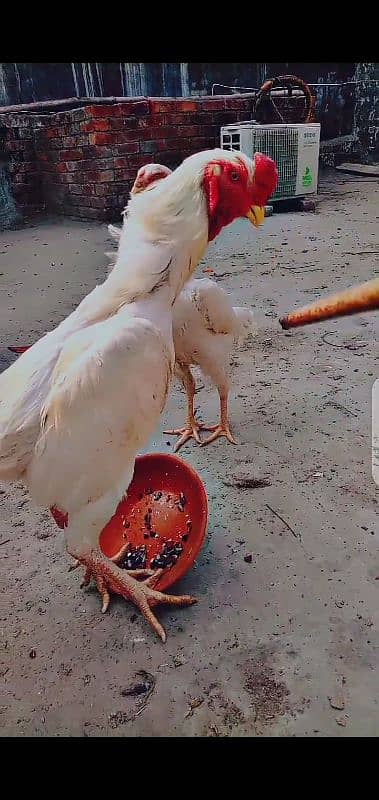 king size white o shamo breeder pair 4 days chick avelible 03094100772 0