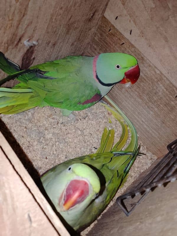 Kashmiri Raw Parrot Breeder Pair 0