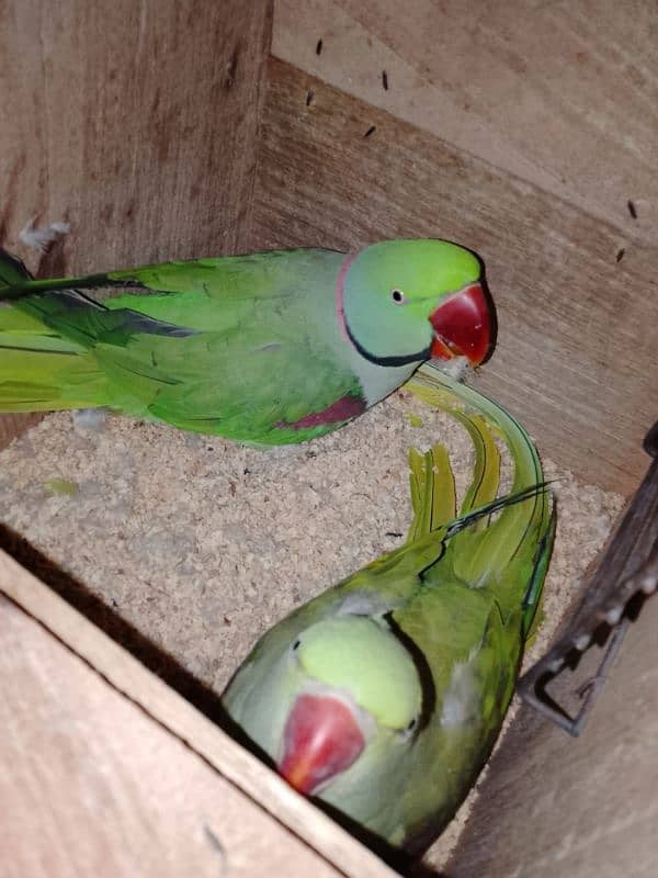 Kashmiri Raw Parrot Breeder Pair 2