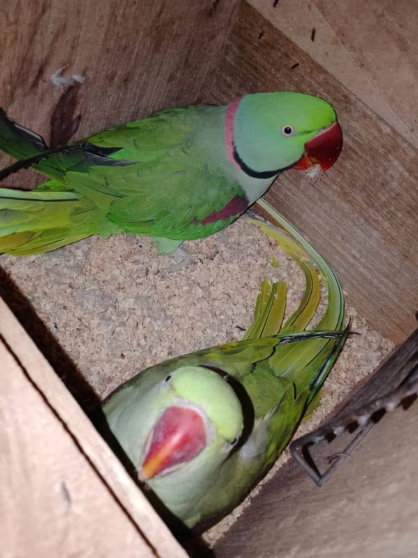 Kashmiri Raw Parrot Breeder Pair 3