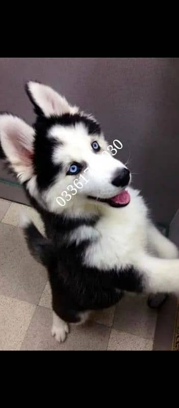 husky puppies 03361777030 0