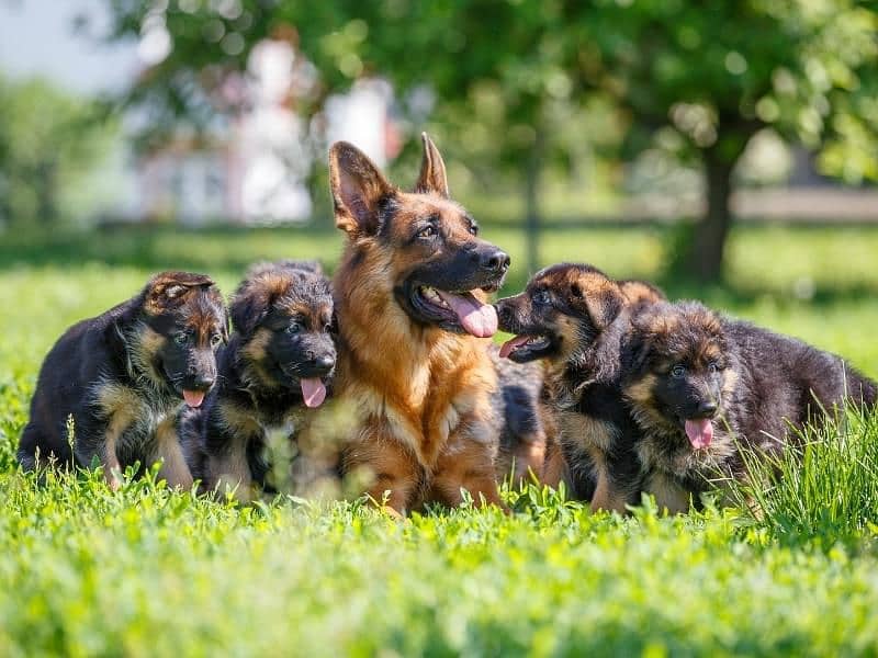 German shepherd puppies 03361777030 0