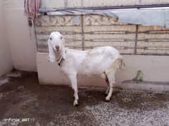 Dhsi Goat  for Sale