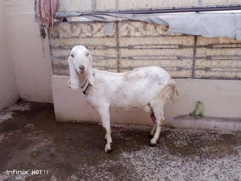 Dhsi Goat  for Sale 0