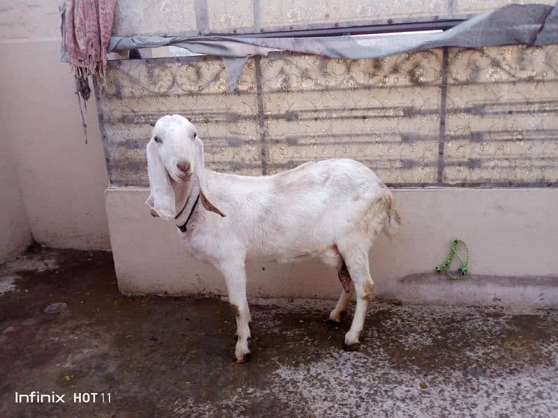 Dhsi Goat  for Sale 1