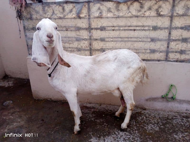 Dhsi Goat  for Sale 2