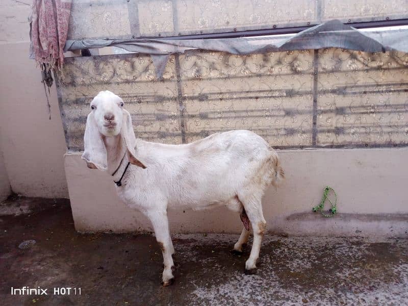 Dhsi Goat  for Sale 3