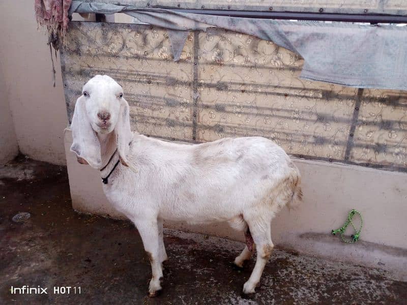 Dhsi Goat  for Sale 4