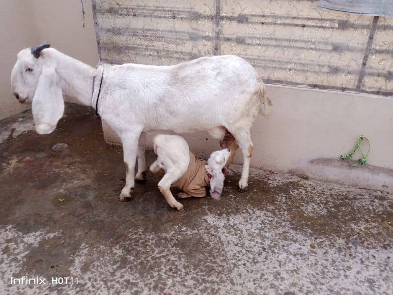 Dhsi Goat  for Sale 5