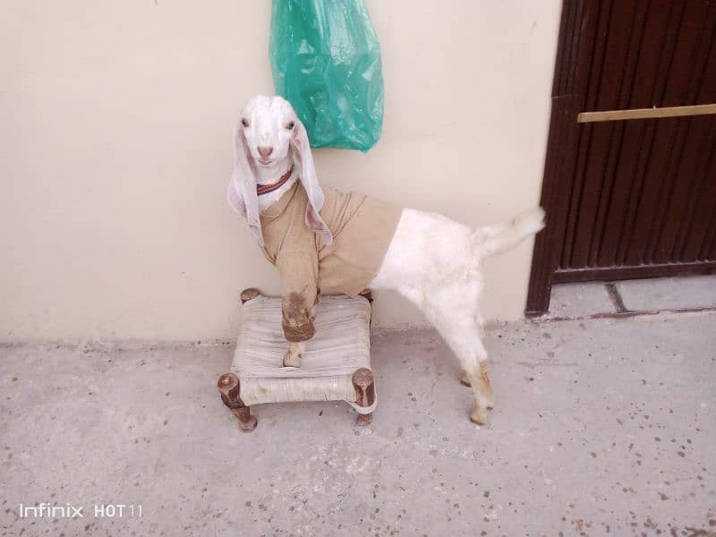 Dhsi Goat  for Sale 9