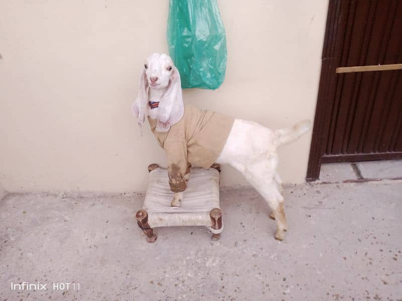 Dhsi Goat  for Sale 10