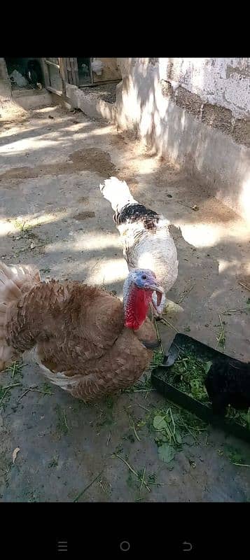 turkey 2 male. 0313 1810305 0