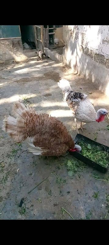 turkey 2 male. 0313 1810305 1