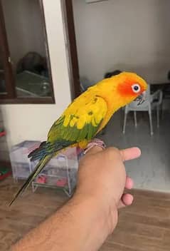 Sun conure female talking tamed with DNA