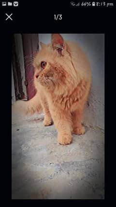 Brown colour persain Male cate for sale