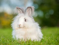 headline angora