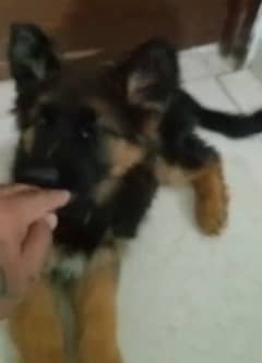 German shepherd Long Coat Male & Female puppy 03287625932WhatsApp