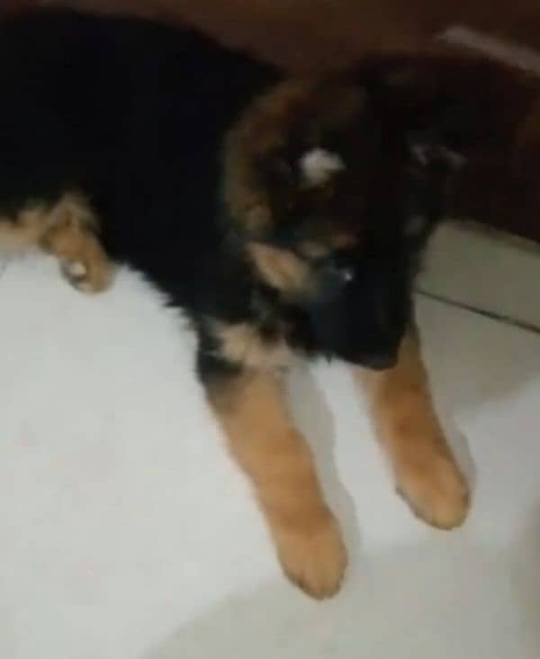 German shepherd Long Coat Male & Female puppy 03287625932WhatsApp 1