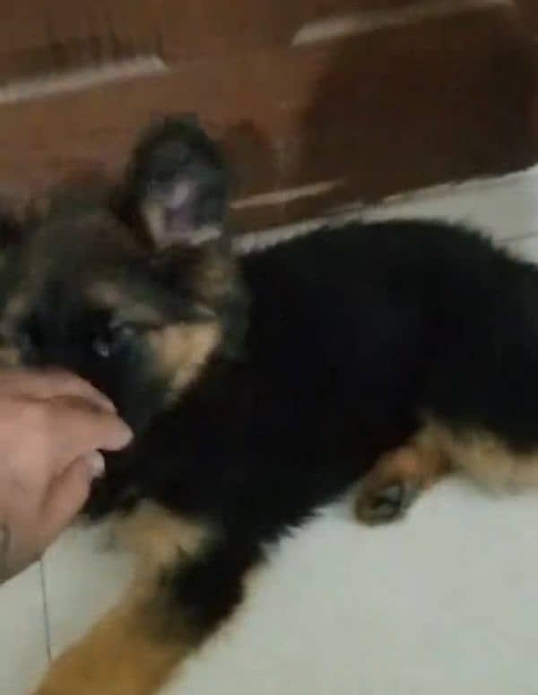 German shepherd Long Coat Male & Female puppy 03287625932WhatsApp 0