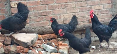 australorp 1 male 3 female active