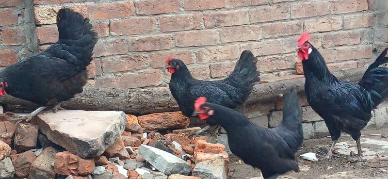 australorp 1 male 3 female active 0