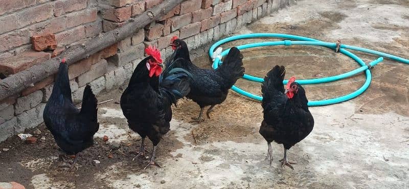 australorp 1 male 3 female active 2