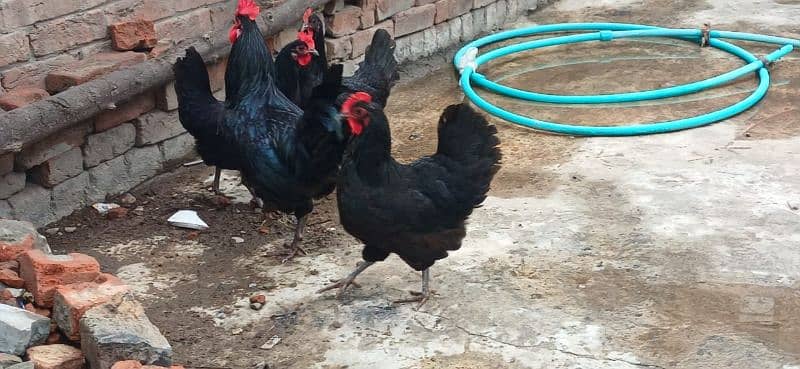 australorp 1 male 3 female active 3