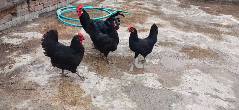 australorp 1 male 3 female active 5