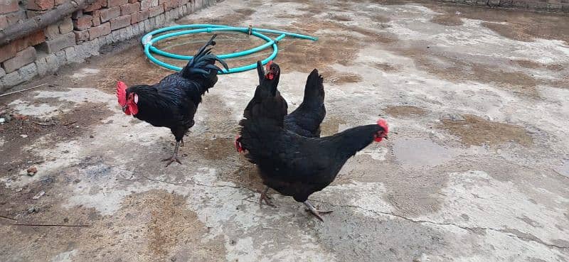 australorp 1 male 3 female active 6