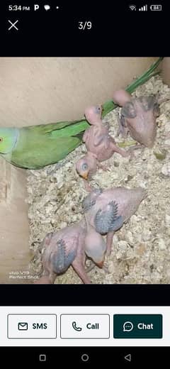 ringneck breeder pair hai male toking krta hai apni mrzi se