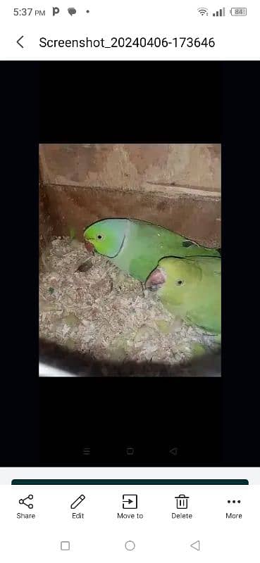 ringneck breeder pair hai male toking krta hai apni mrzi se 1