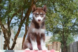 Siberian Husky | Agouti husky | Dog | Husky Dog For Sale