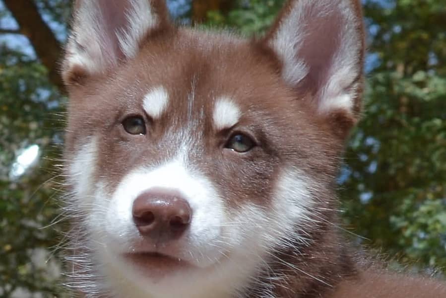 Siberian Husky | Agouti husky | Dog | Husky Dog For Sale 1