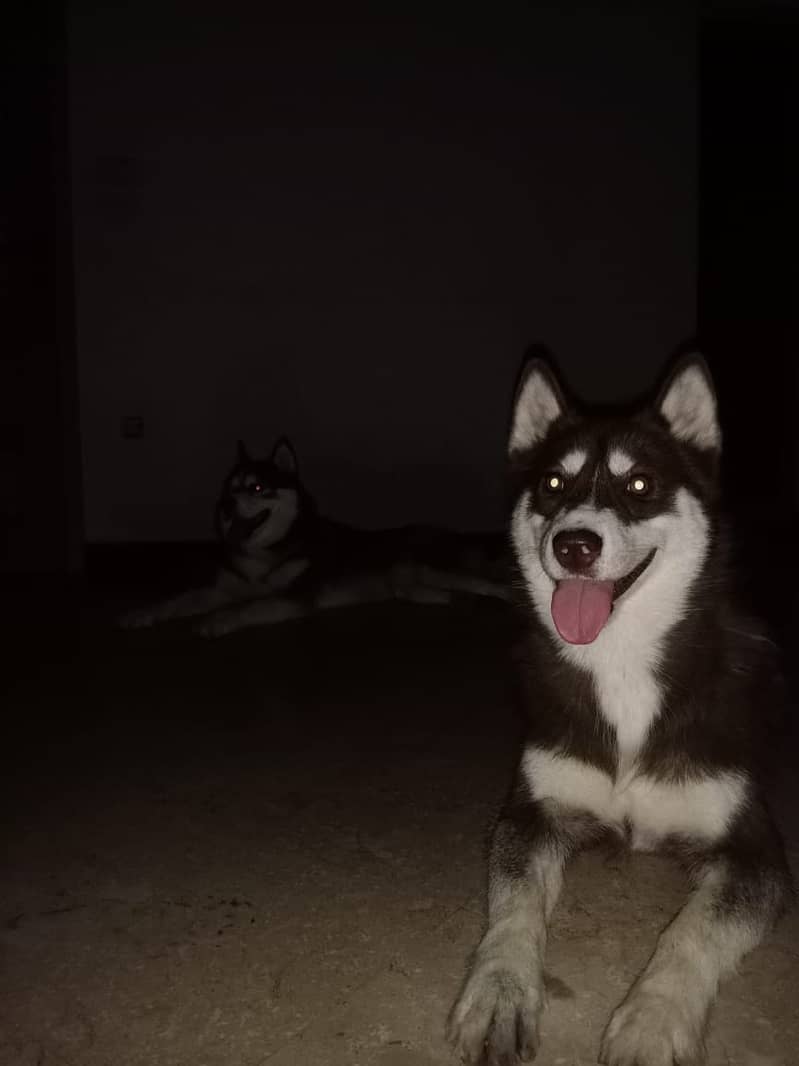 Siberian Husky | Agouti husky | Dog | Husky Dog For Sale 8